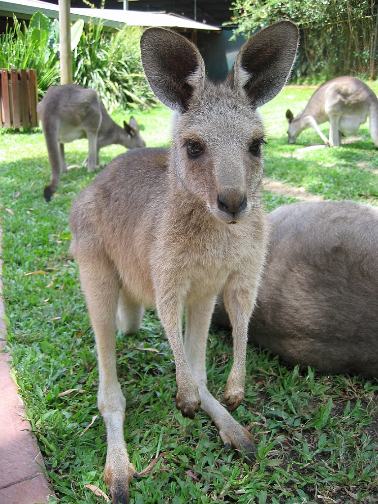 069 Rainforestation.jpg